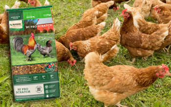 Nutrena Hi-Pro Scratch Grains 7 lb bag