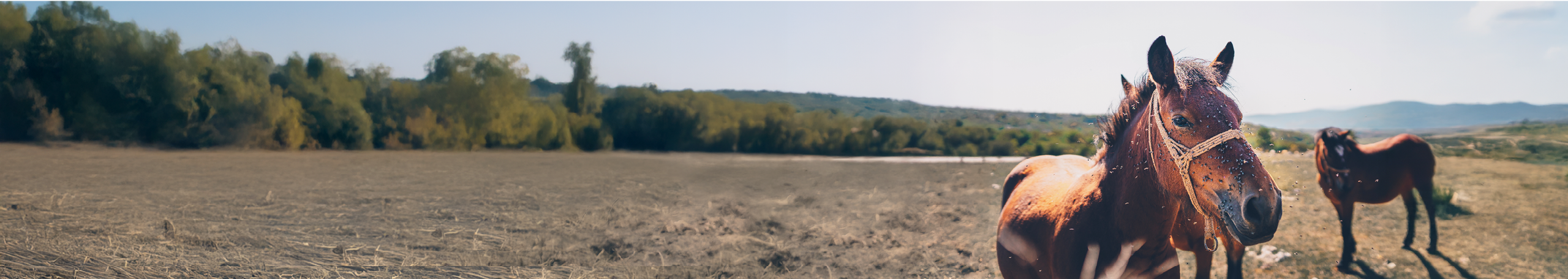 Lawn & Garden Guide Desktop Image