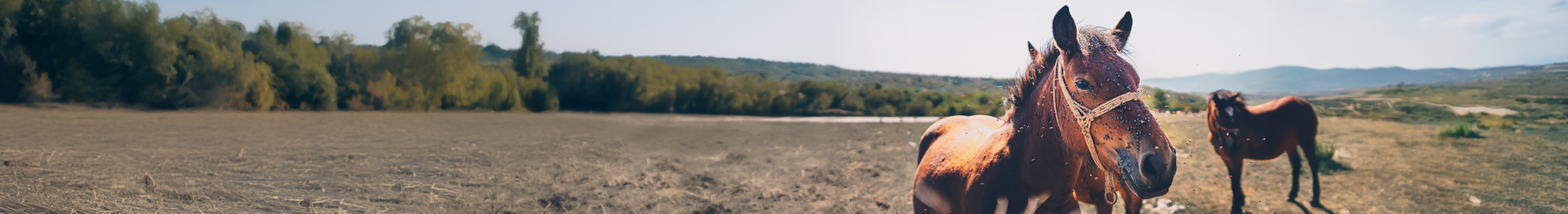 Fly & Pest Control Guide