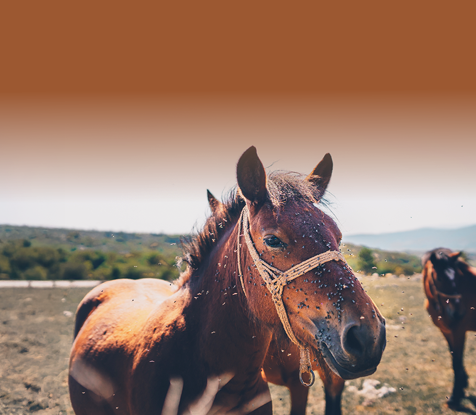 Fly & Pest Guide Mobile